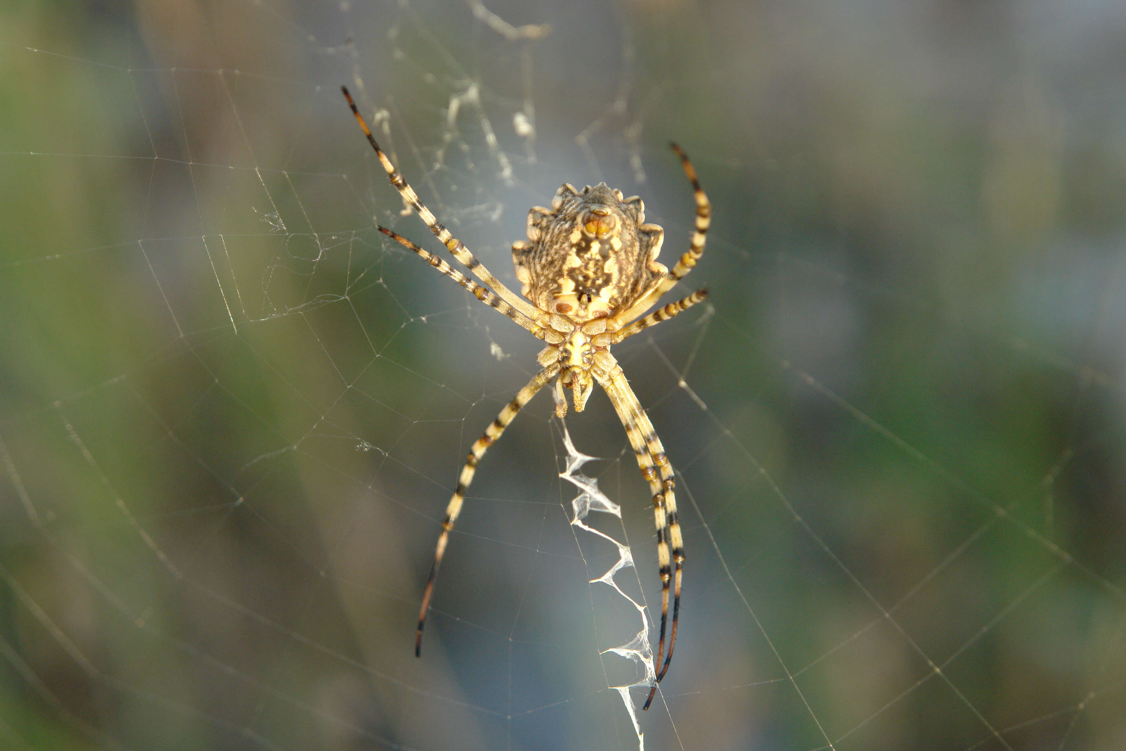 Image of Argiope