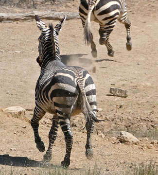 Image of Cape mountain zebra