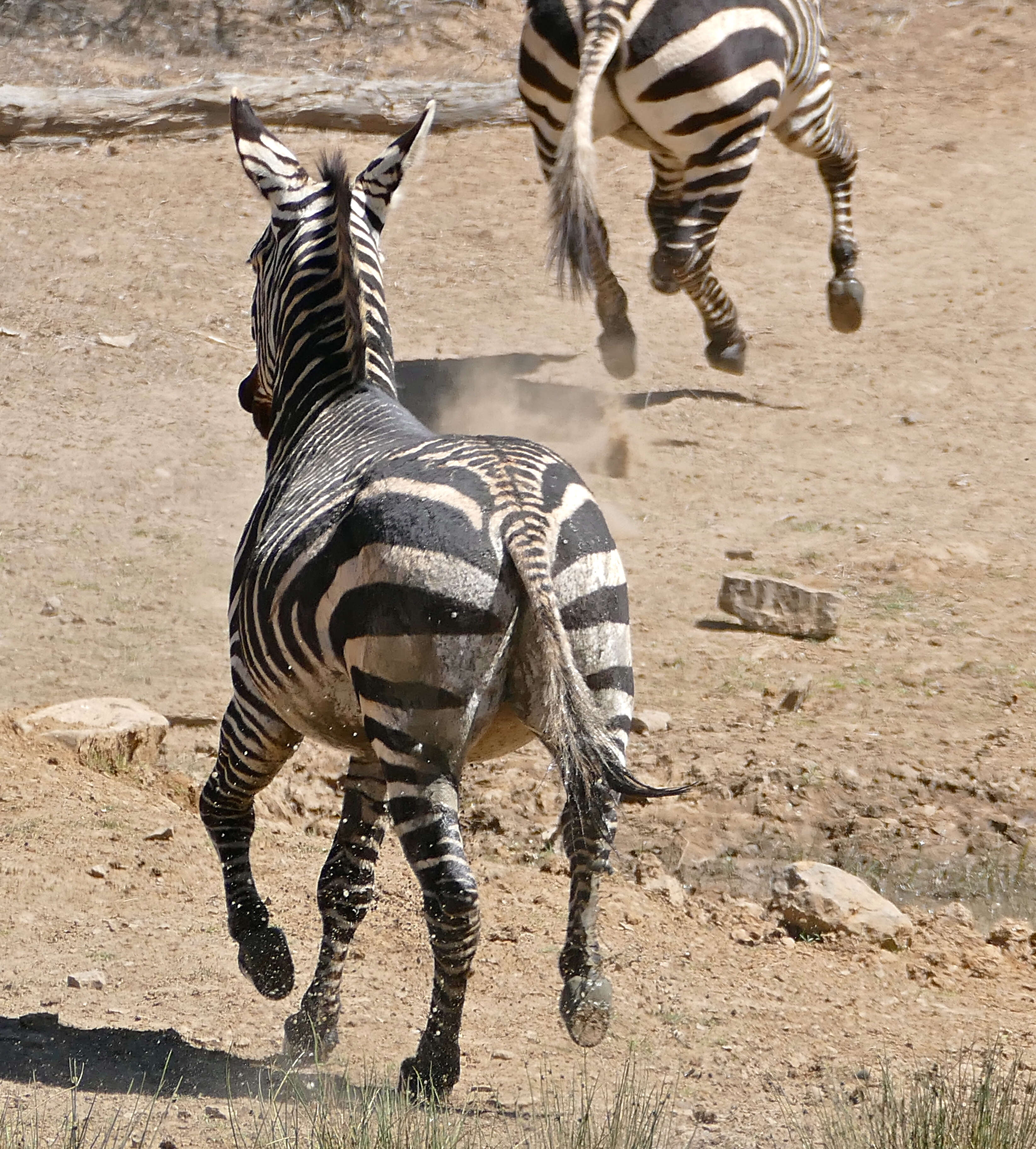 Image of zebra