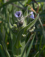 Image of blue hound's tongue