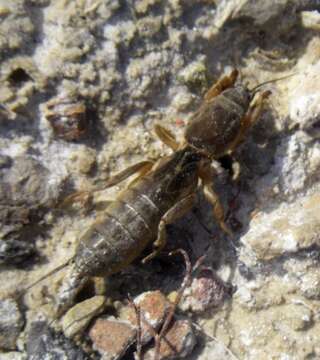 Image of Gryllotalpa septemdecimchromosomica Ortiz 1958