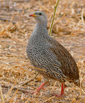 Image of Natal Francolin