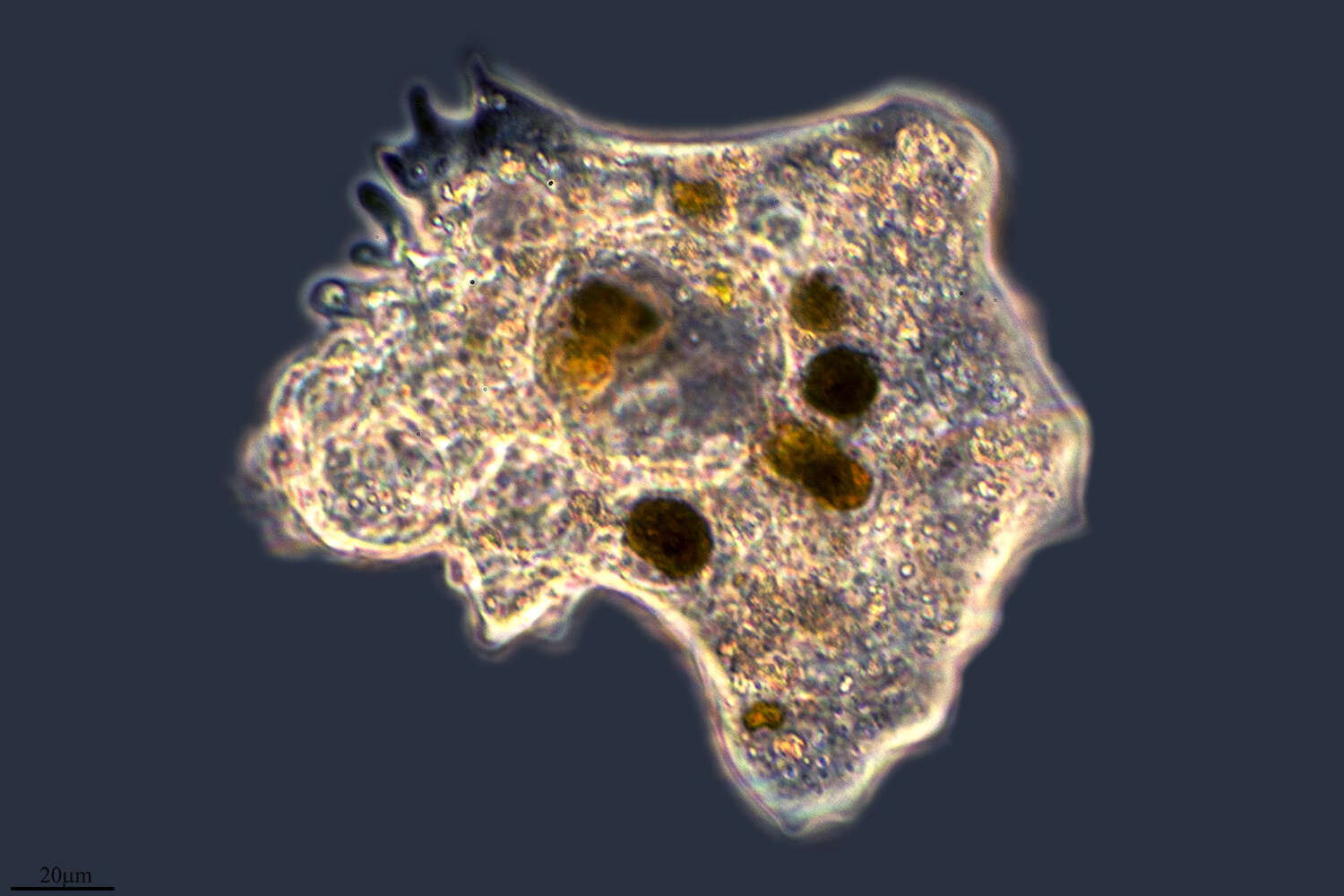 Image of Polychaos nitidubium (Bovee 1970)