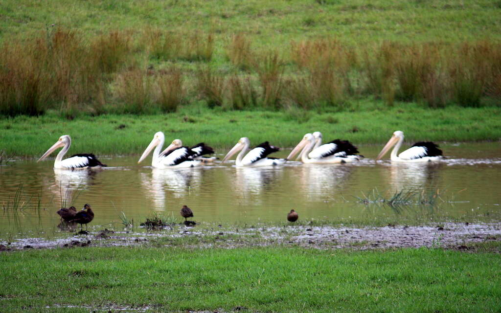 Image of pelicans