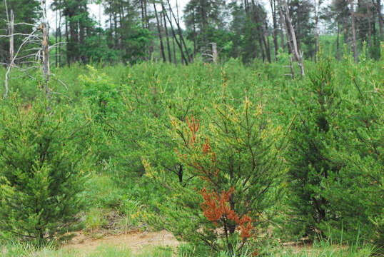 Image of jack pine