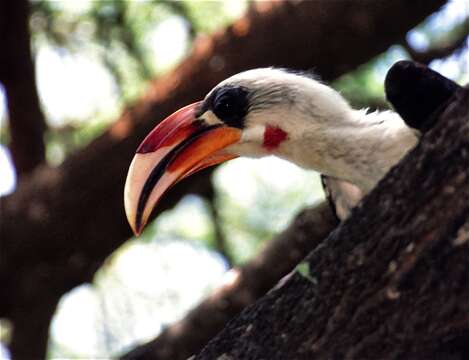 Image of Von der Decken's Hornbill