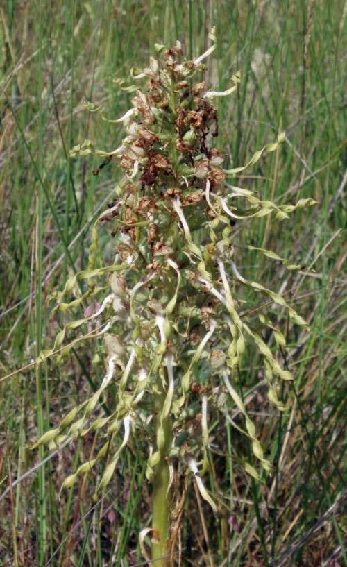 Image of Lizard orchid