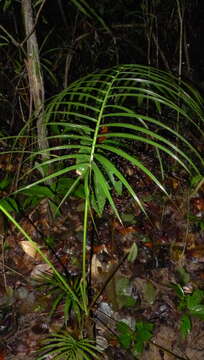 Image of palm