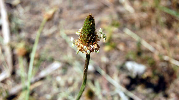 Image of Broadleaf Plantain