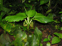 Image of Dieffenbachia concinna Croat & Grayum