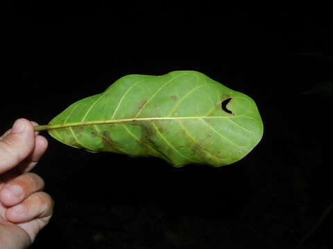 Ficus obtusifolia Kunth的圖片