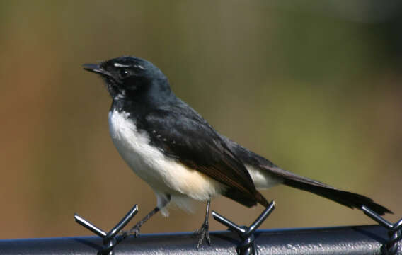 Image of Willie Wagtail