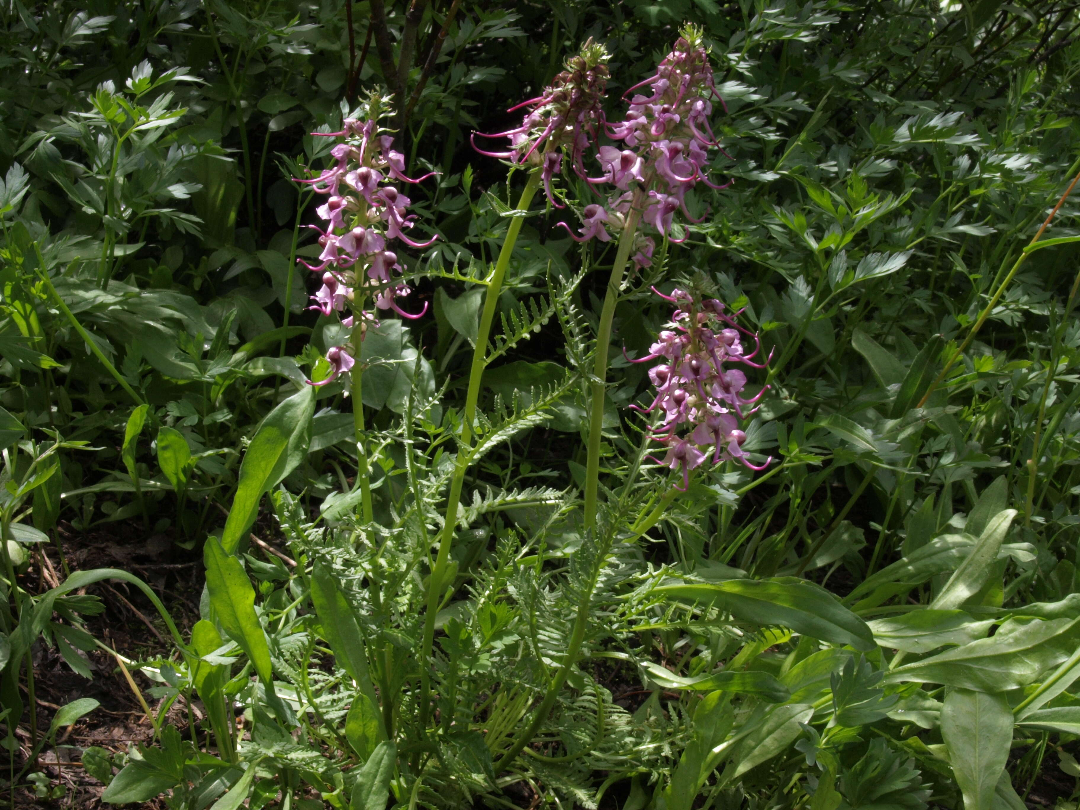 Image of Lousewort