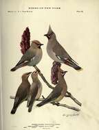 Image of waxwings and relatives