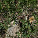 Astragalus robbinsii var. occidentalis S. Wats.的圖片