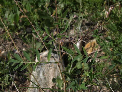 صورة Astragalus robbinsii var. occidentalis S. Wats.