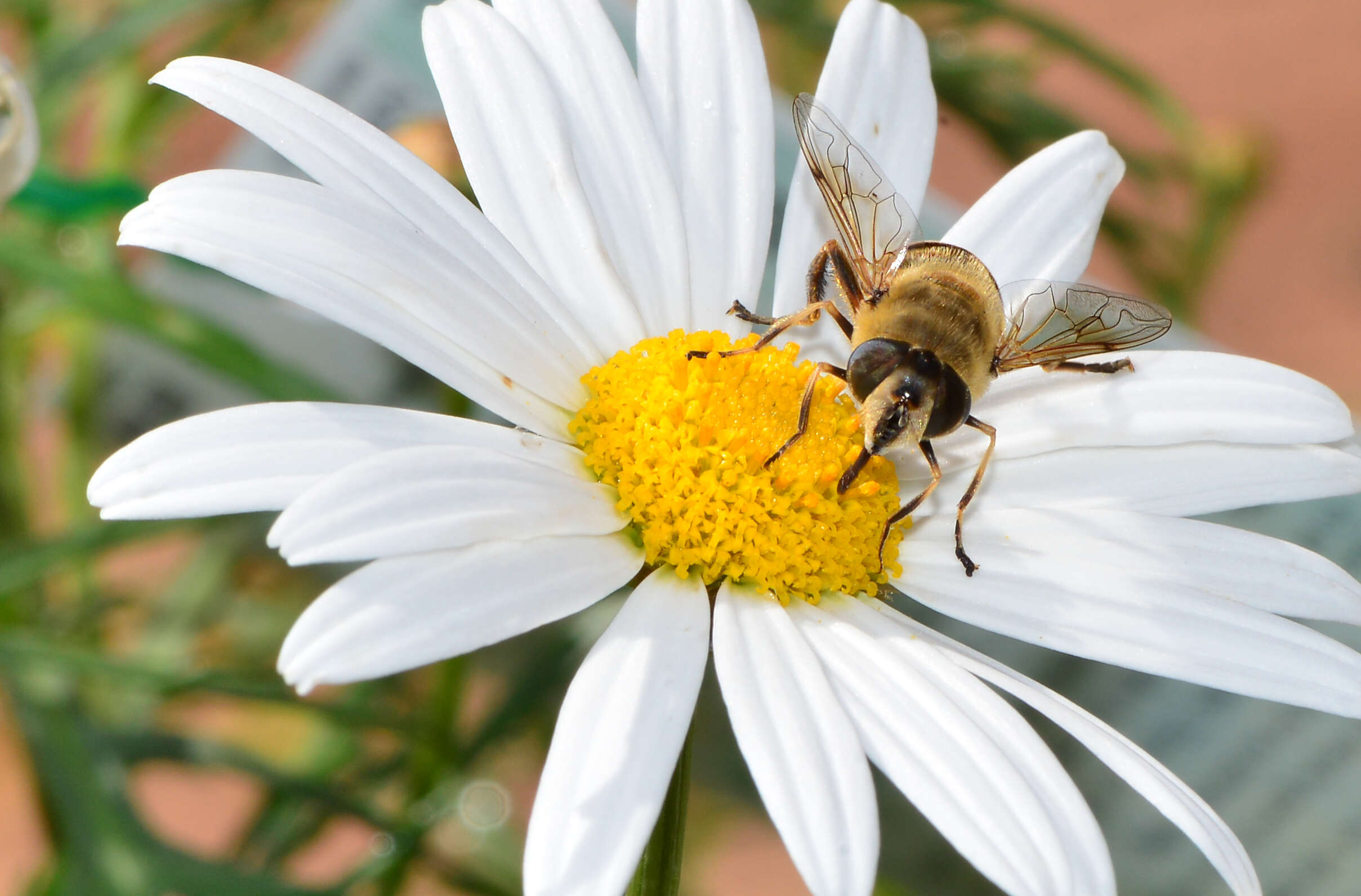 Image of drone fly