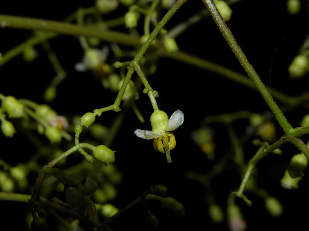 Image of Conostegia dissitiflora (Almeda) Kriebel