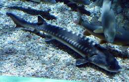 Image of Adriatic Sturgeon