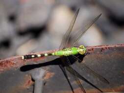 Image of Eastern Pondhawk