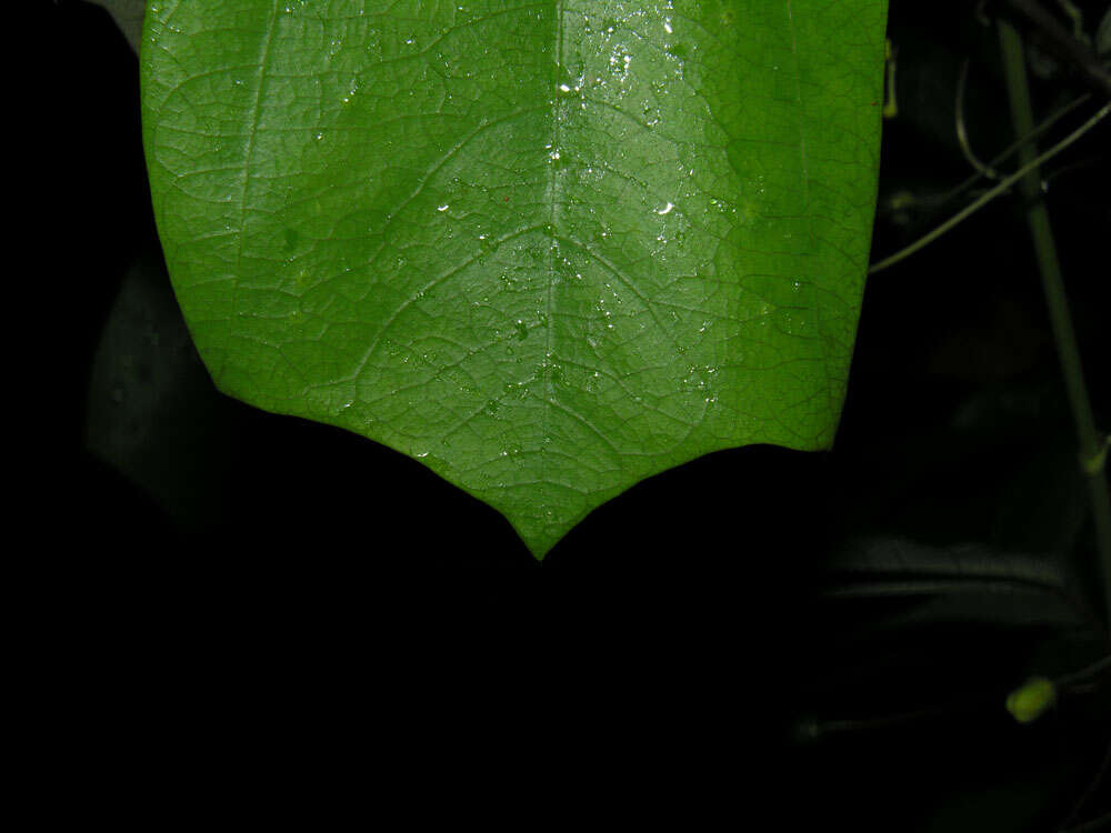 Image of Passiflora talamancensis Killip