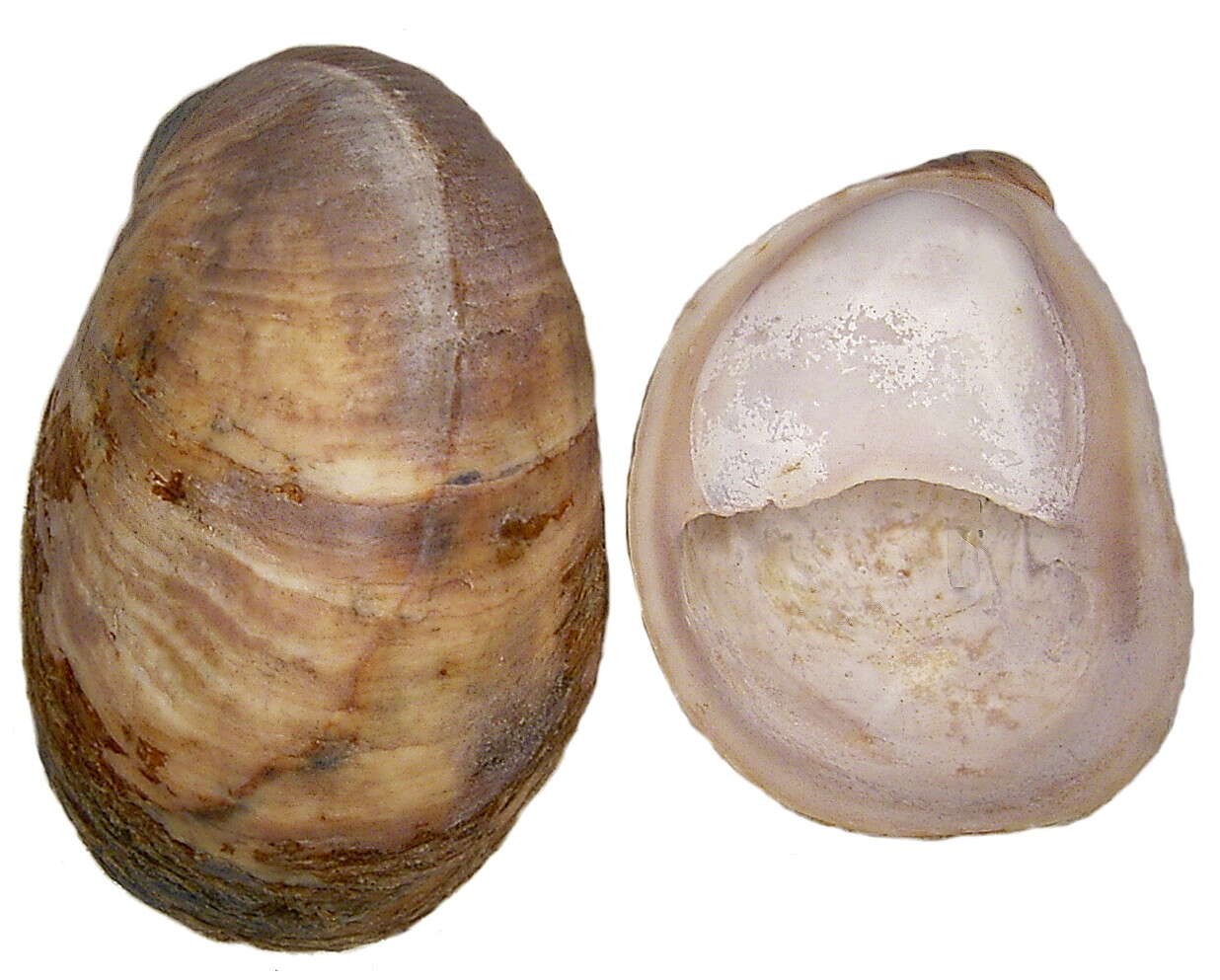 Image of Gastropoda
