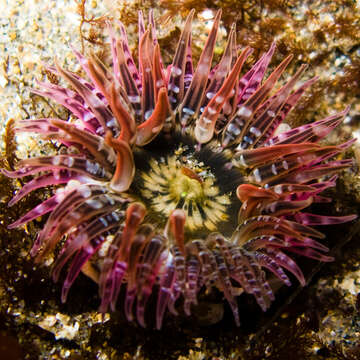 Image of buried sea anemone