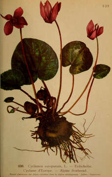 Image of cyclamen