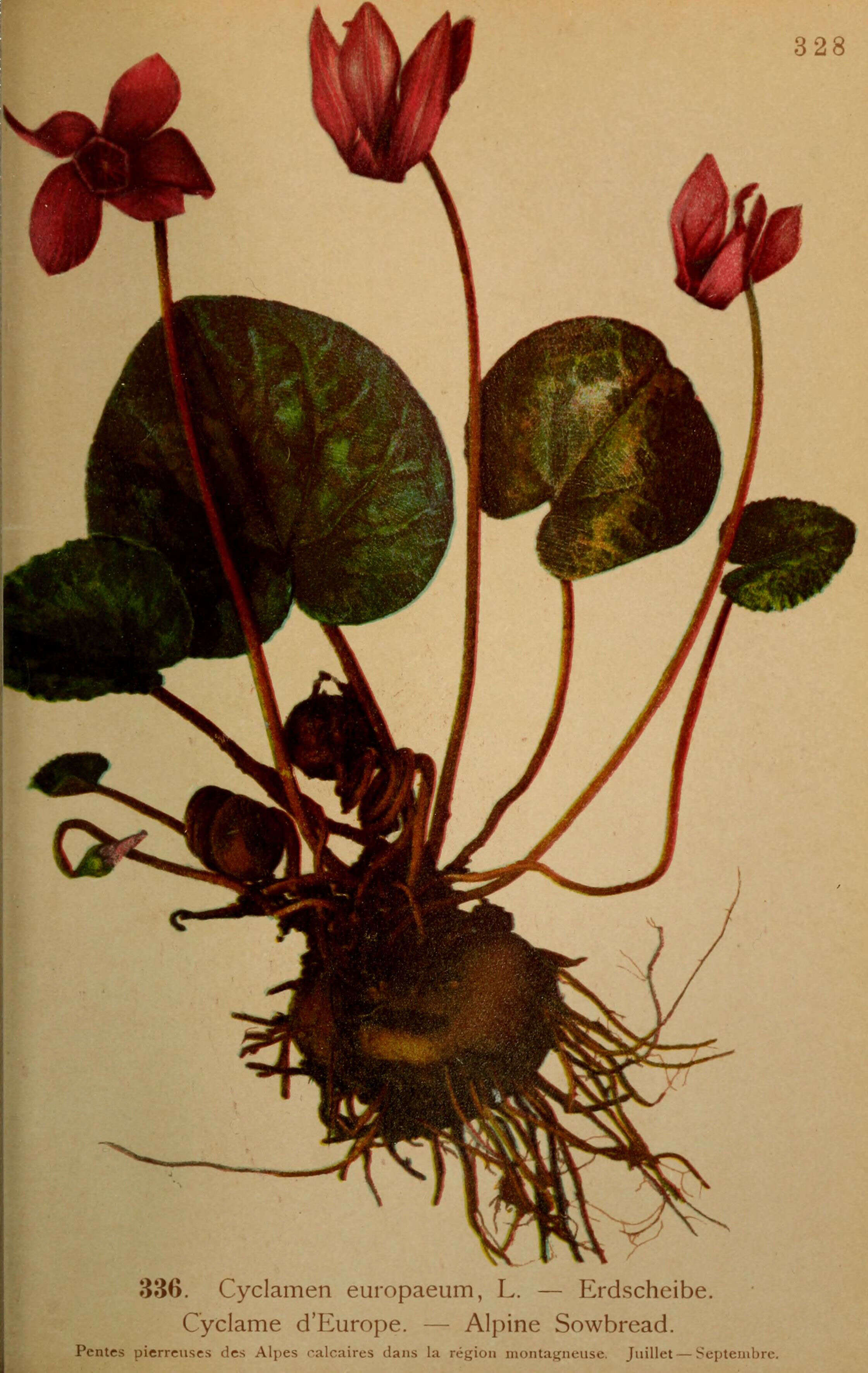 Image of cyclamen