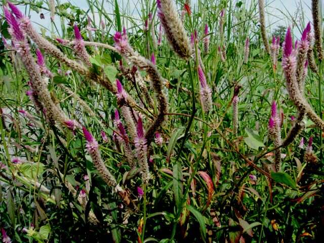 Imagem de Celosia argentea L.