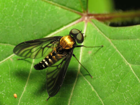 Image of Golden-backed Snipe Fly