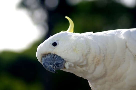 Image of Sulphur-crested Cockatoo