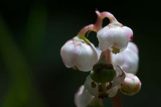 Image of common wintergreen