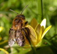 Image of Andrena carantonica Pérez 1902