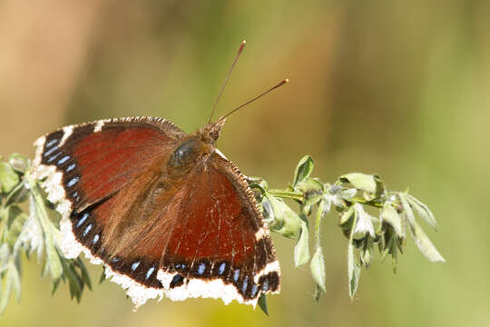 Image de Nymphalis hyperborea