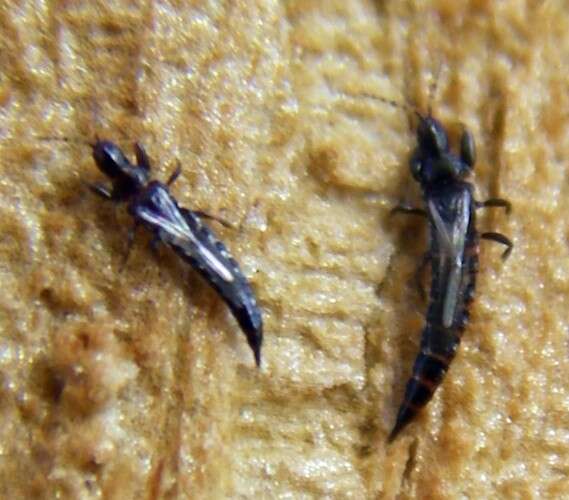 Image of tube-tailed thrips