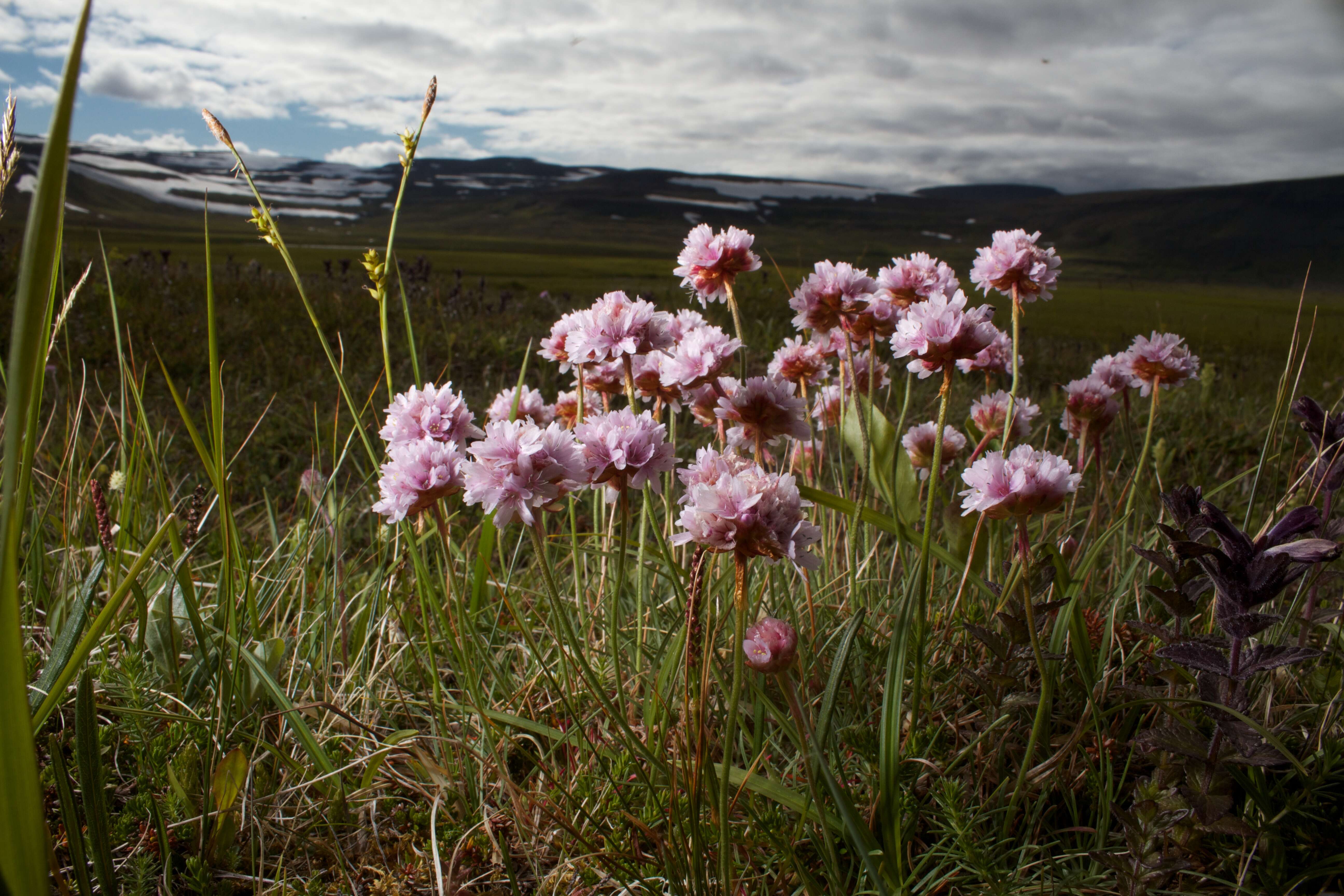 Image of thrift seapink