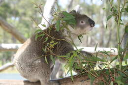 Image of Wombats and Koalas