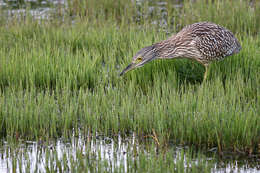 Image of Night Herons