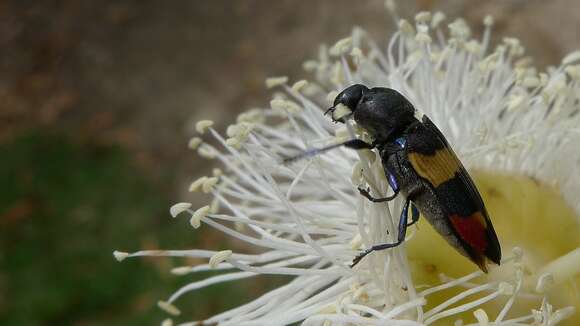 Image of Castiarina