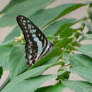 Image of Graphium doson (Felder & Felder 1864)