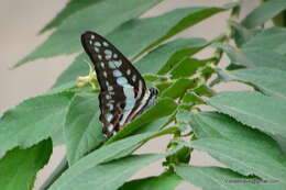 Image of Graphium