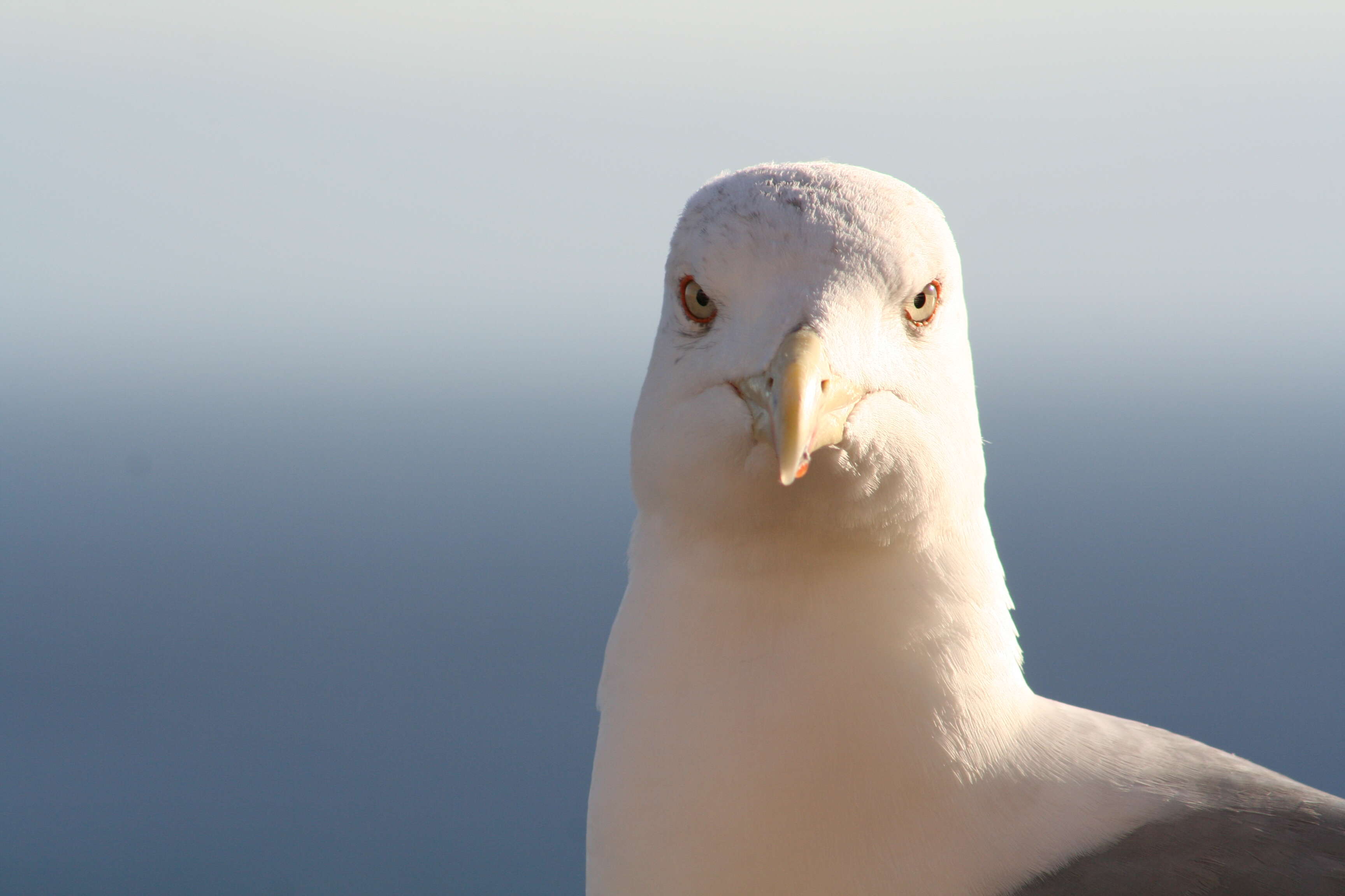 Larus Linnaeus 1758 resmi