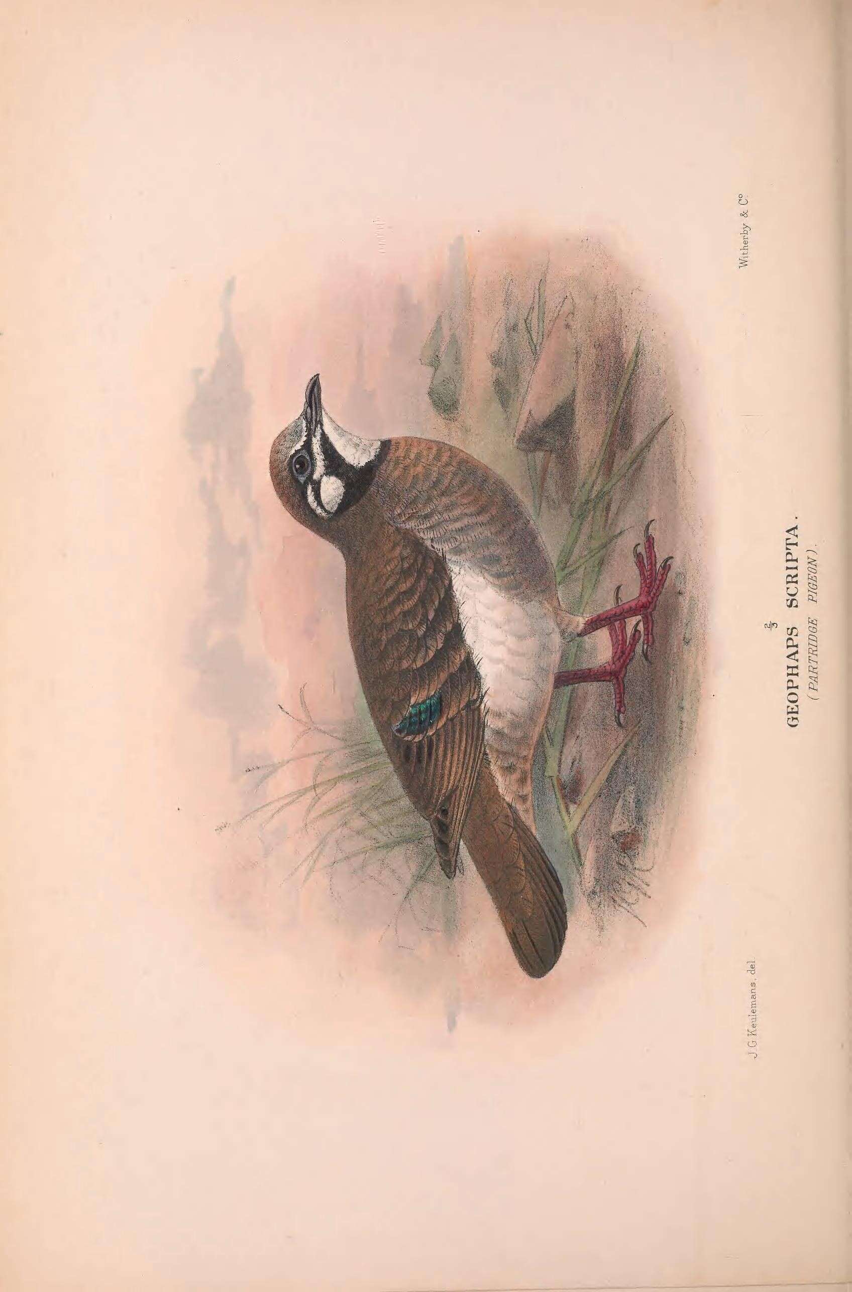 Image of Squatter Pigeon