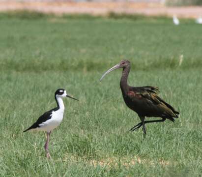 Image of Black-necked Stilt