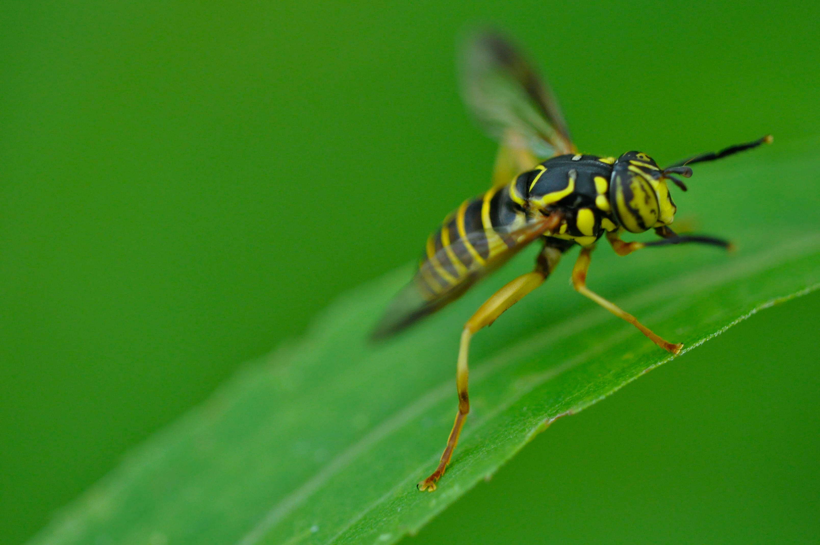 Image of Spilomyia