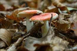 Image of Russula silvestris (Singer) Reumaux 1996