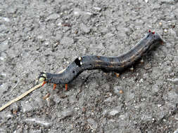 Image of Croton caterpillar