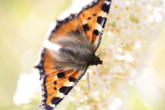 Plancia ëd Aglais urticae Linnaeus 1758