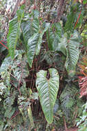 Image of Anthurium oxybelium Schott